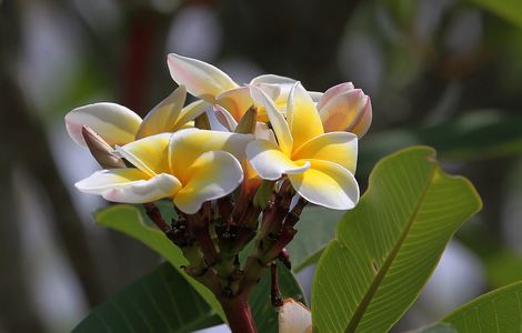 樱花风车动漫