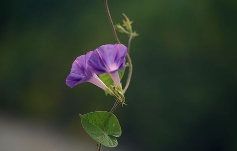 波野多结节在客厅